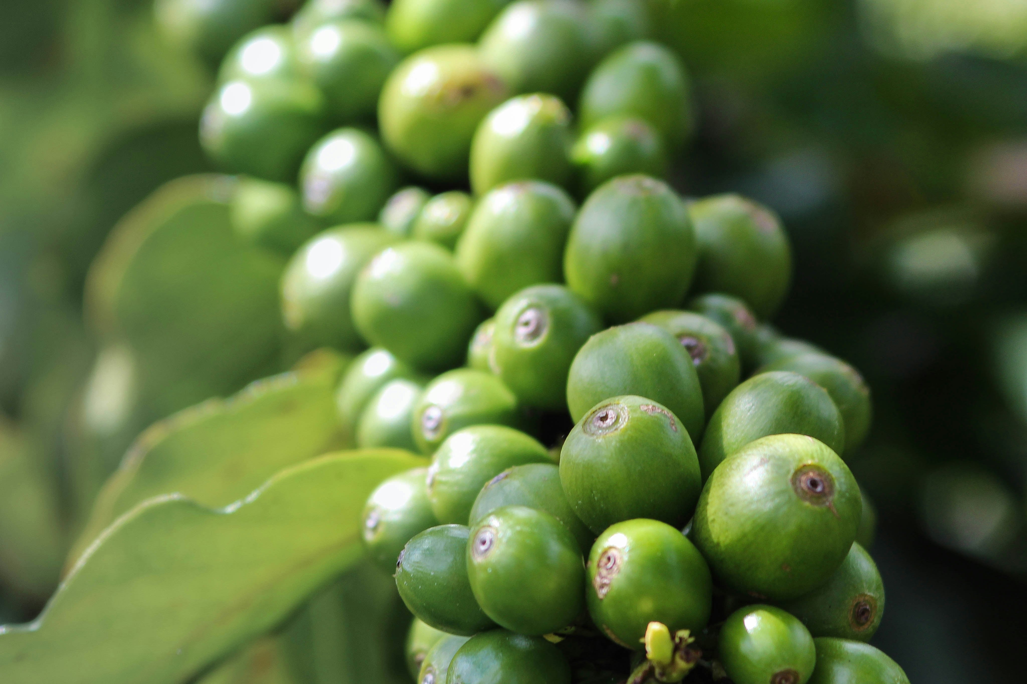 Close-up image of coffee beans being grown in natural habitat, one of Radiant Shield's powerful ingredients