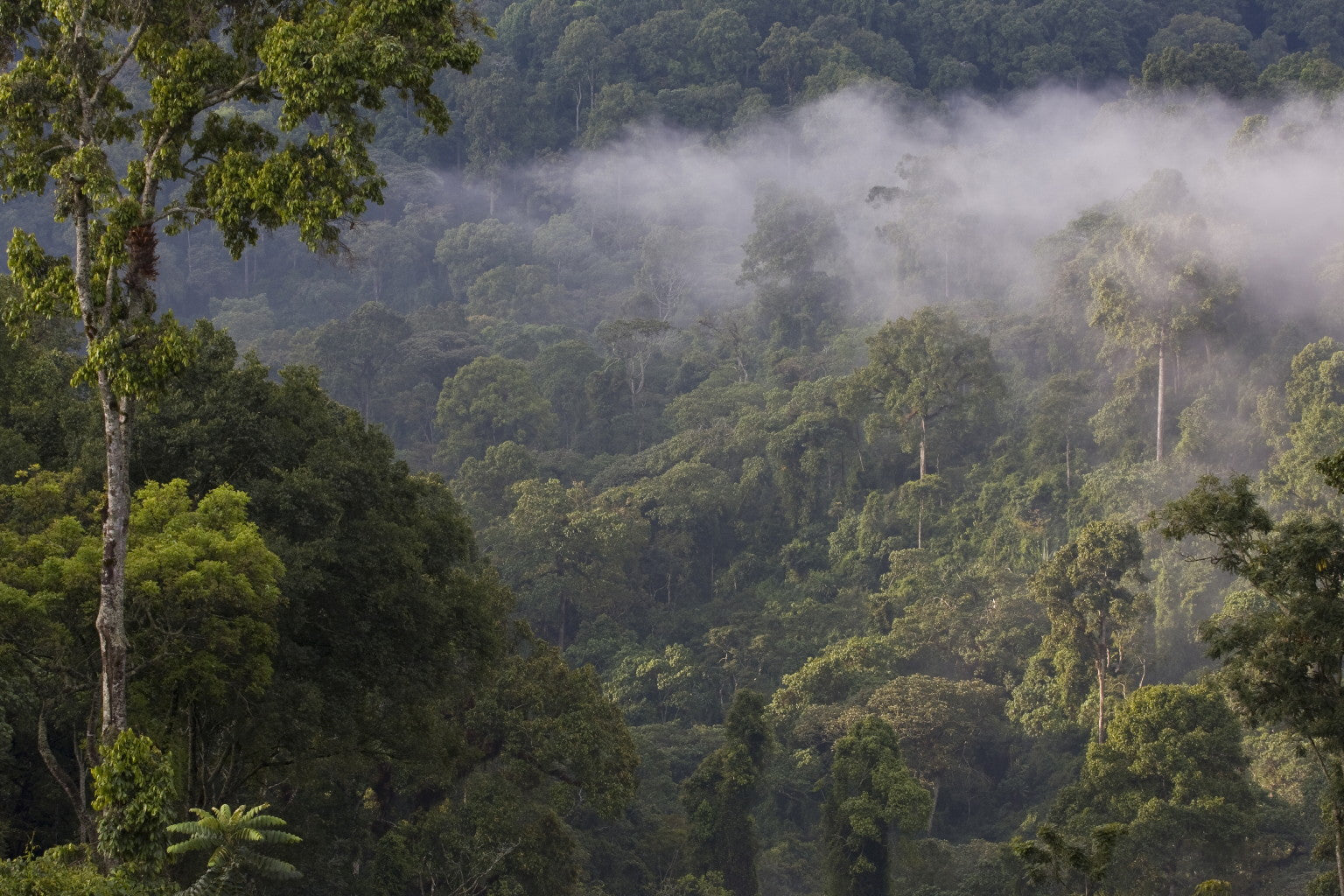 Tropical rainforest with misty atmosphere of the Kaffa highlands